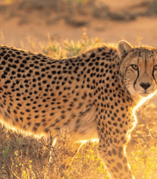 Wild Splendors: South Africa